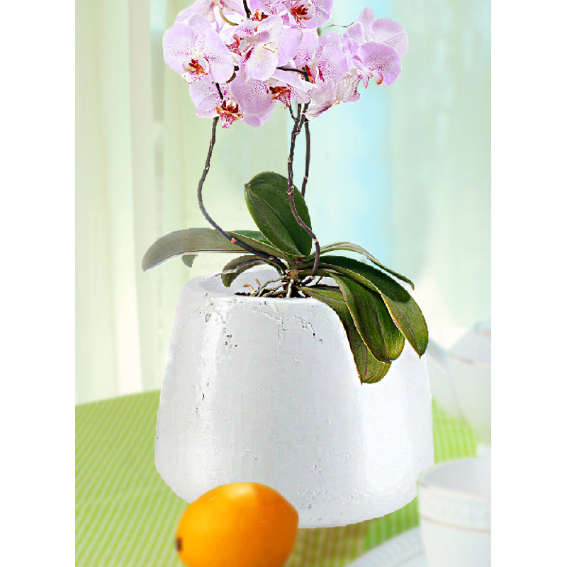 Ebern Designs Arlo Aged White Ceramic Planter Pot – Vase For Plants, Flowers & Decorative Arrangements, Modern Farmhouse Accent For Home & Garden, 9" Diameter & 7" Tall, Pack 1