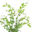 Vase Nandina