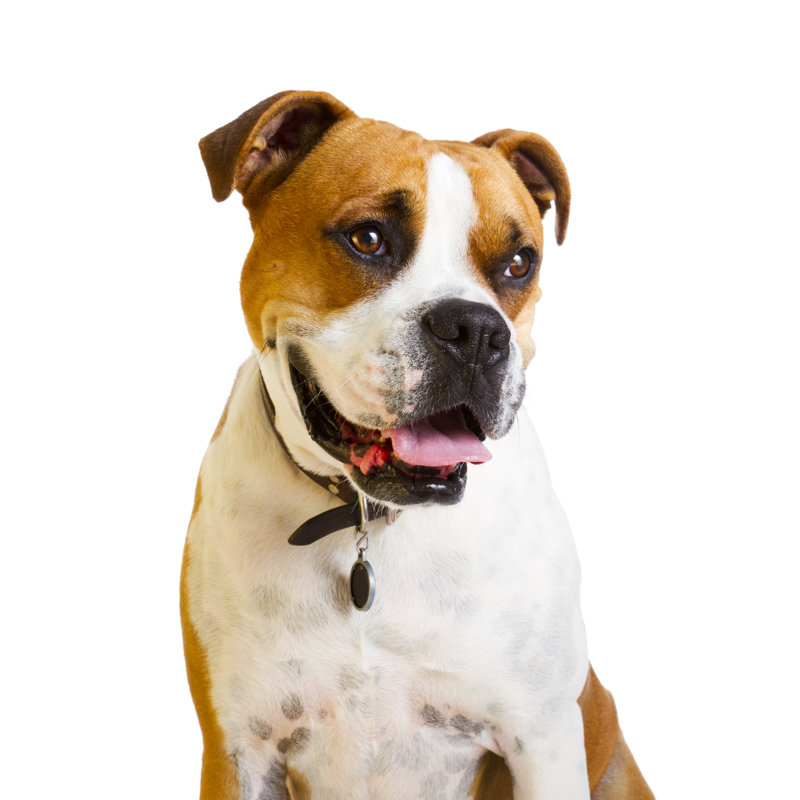 Boxer Dog With Big Smile by Tshortell - No Frame Art Prints on Canvas, 46cm H x 30cm W