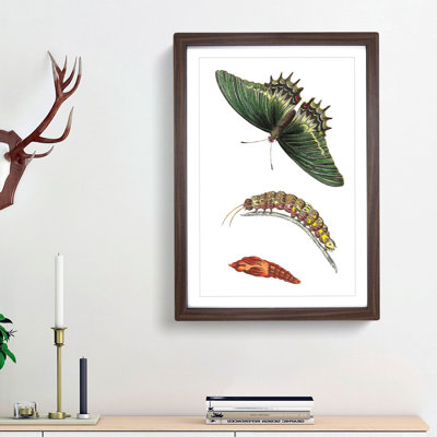 Caterpillar & Swallow-Tail Butterfly by George Shaw - Framed Print