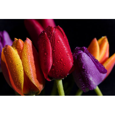 Three Tulips with Rain Drops by Sashiono
