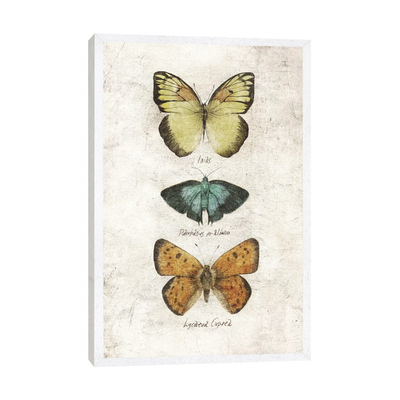 Butterflies V 1 Piece Wall Art on Canvas, 101.6cm H x 66.04cm W x 3.81cm D, White Framed