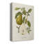 Vintage Pears II - impression sur toile tendue-1313909350