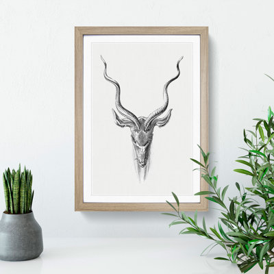 Vintage Antelope Vol.1 by Ernst Haeckel - Picture Frame Drawing