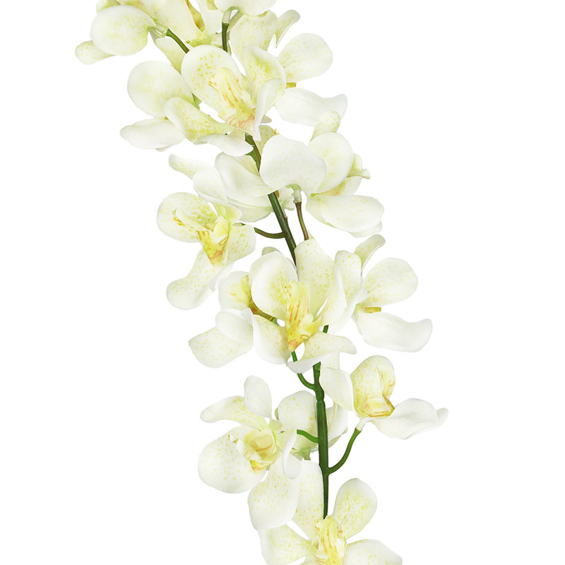 Tiges d'orchidées, Crème