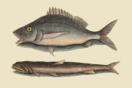 " Perch or Margate Fish " Graphic Art Print, 28" H x 42" W x 1.5" D