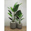 Faux palmier botanique en vert-716166832