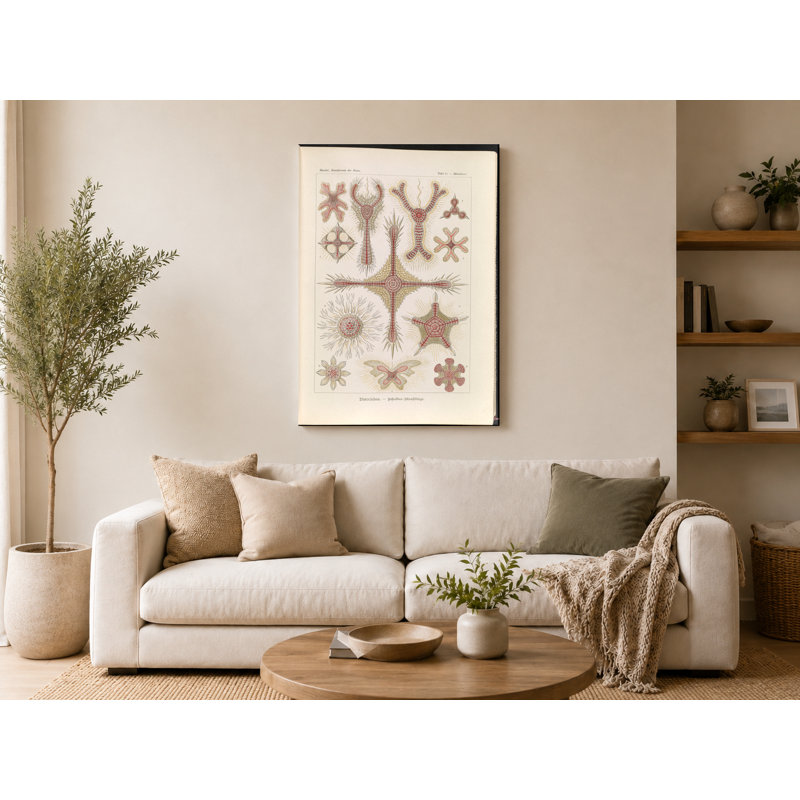 Discoïde - Scheiben-Strahlinge, planche 11 (1904) - Portrait, art mural sur toile, 14" W x 11" H
