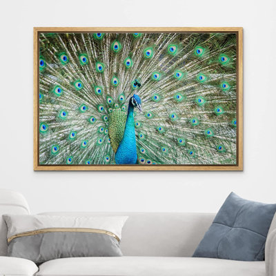Bird " Peacock Showing Its Beautiful Feathers Spreading Its Tail "
