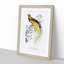 Bird Of Paradise by Charles D' Orbigny - Single Picture Frame Painting-55457063-55457066