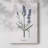 Lavender -Gallery Wrapped Cavas-1300825557