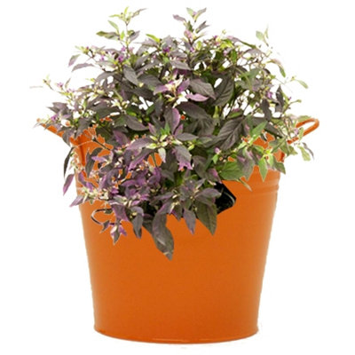 Abbie Metal Hanging Planter