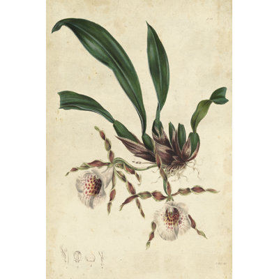 Sophisticated Orchid II 1 Piece Wrapped Canvas Wall Art