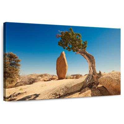 Nicci Joshua Tree Park Juniper And Monolith