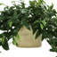 13 po Faux Ruscus plante en pot en céramique