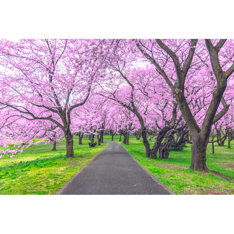 Lynnley Cherry Tree Tunnel In Tokyo, Japan by Pigphoto - Wrapped Canvas Print, 30cm H x 46cm W
