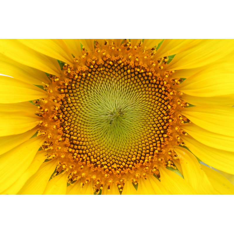 Atoll Sunflower - Photographie sur toile tendue, H 24 po x l 36 po