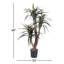 Pottershill marginata en pot