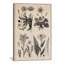 «New British Herbal Sketch», impression sur toile-73924727-10875267-73924728