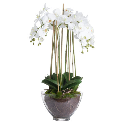 Orchid Arrangement in Vase