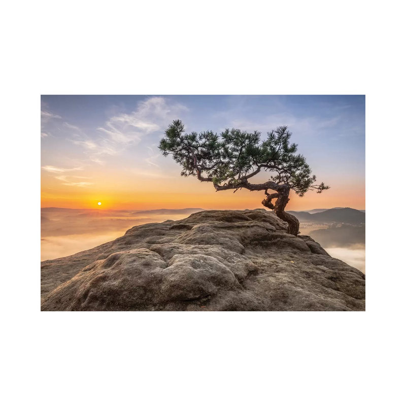 Old Pine by Thomas Siegel - Wrapped Canvas Gallery-Wrapped Canvas Giclée, 20.32 cm H x 30.48 cm W