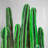 Cactus Candles Print On Canvas