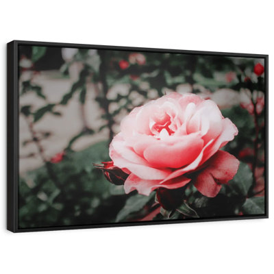 Pink Rose Canvas Print
