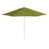 Ginkgo Pacifica