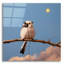  «Song Bird No. 8» par Lucia Heffernan, art mural en verre acrylique, 12 po x 12 po