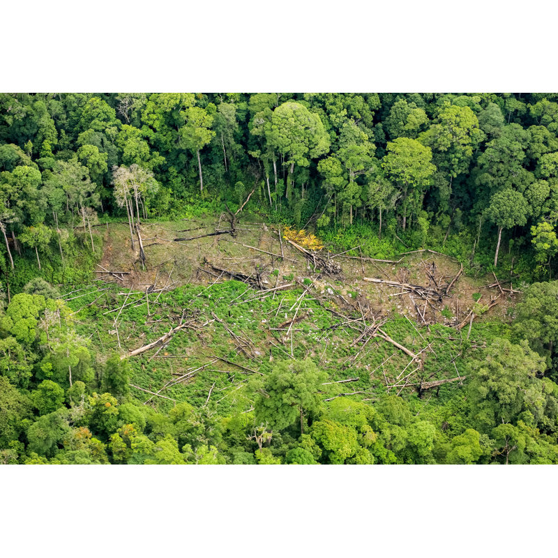 Rainforest by Khlongwangchao - Wrapped Canvas Print, 30cm H x 46cm W