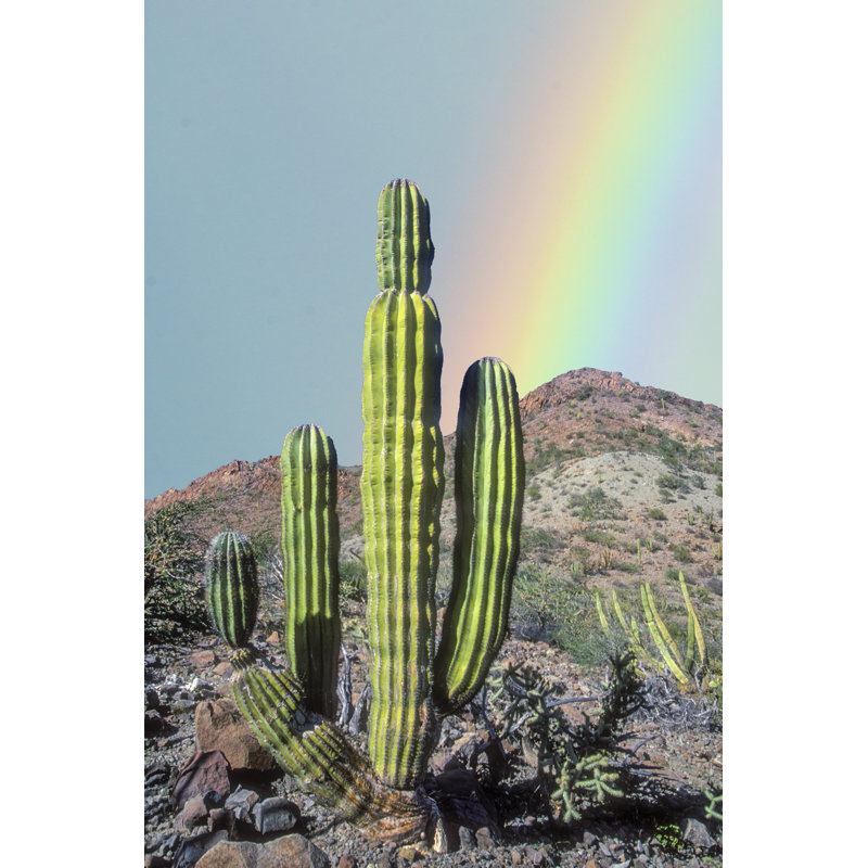 Cardon Rainbow - Wrapped Canvas Print, 30cm H x 20cm W x 3.8cm D