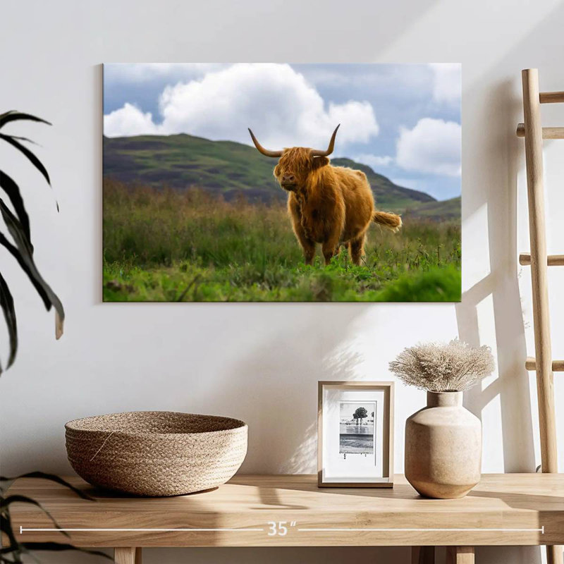 Vache écossaise Highland, H 16 po x l 24 po