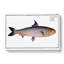 Pilchard Fish by M.E. Bloch - Wrapped Canvas Painting-55325357