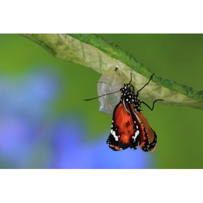 «Butterfly Émerging From Cocoon» par Ryanking999 - Photographie sur toile tendue
