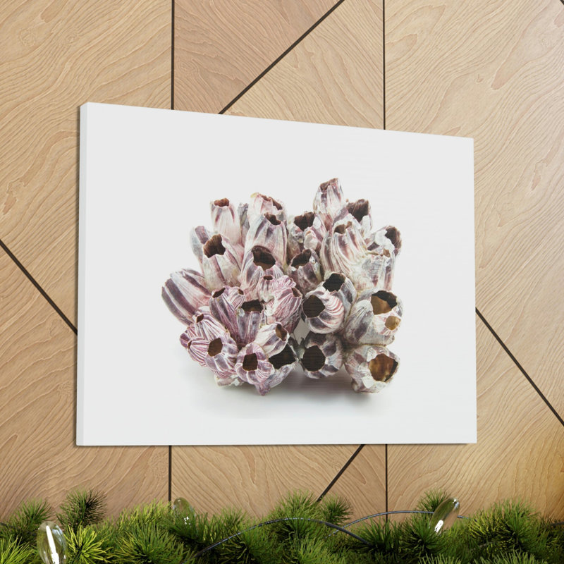 Barnacle coquillage isolé sur fond blanc à l'intérieur d'art mural, H 12 po x l 18 po