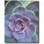 Succulent Center 2 Print by Joe Ruggiero