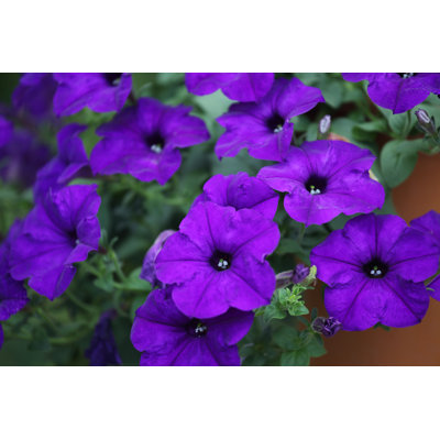 " Blue Petunia Flower "