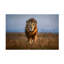 «Lion Close Up» par Xavier Ortega - photographie sur toile tendue-1683932360