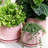 Ceramic Plant Pots with Drainage Hole and Sauce-2099456335