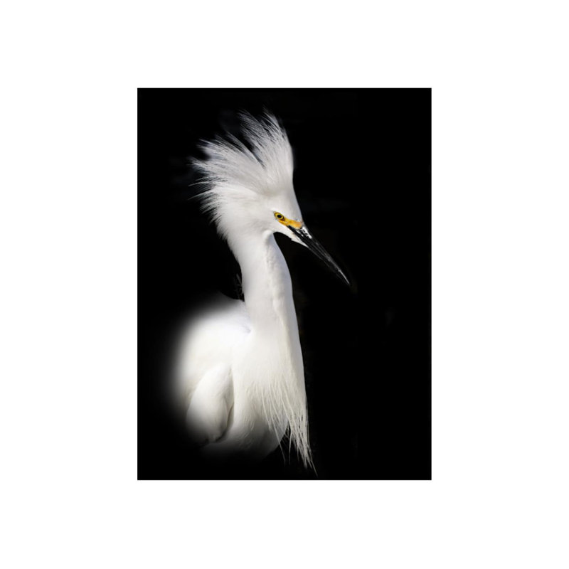 Egret Study B Print by Zoey Riley, Matte, 40" H x 30" W x 1.5" D