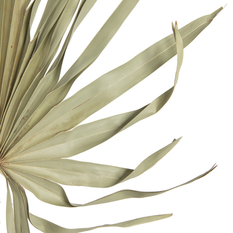 Palm Plant