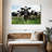Brampt Holstein Cows-106300420