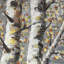 " Budding White Birches 1 "-1974904045
