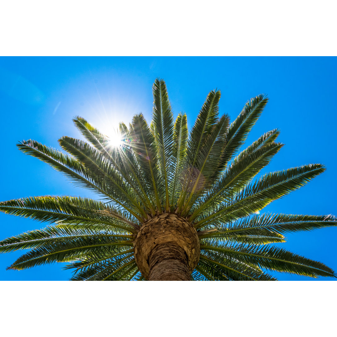 Palm Tree - Wrapped Canvas Photograph