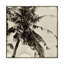 « palm tree sépia ii », reproduction de photo sur toile tendue-33425284