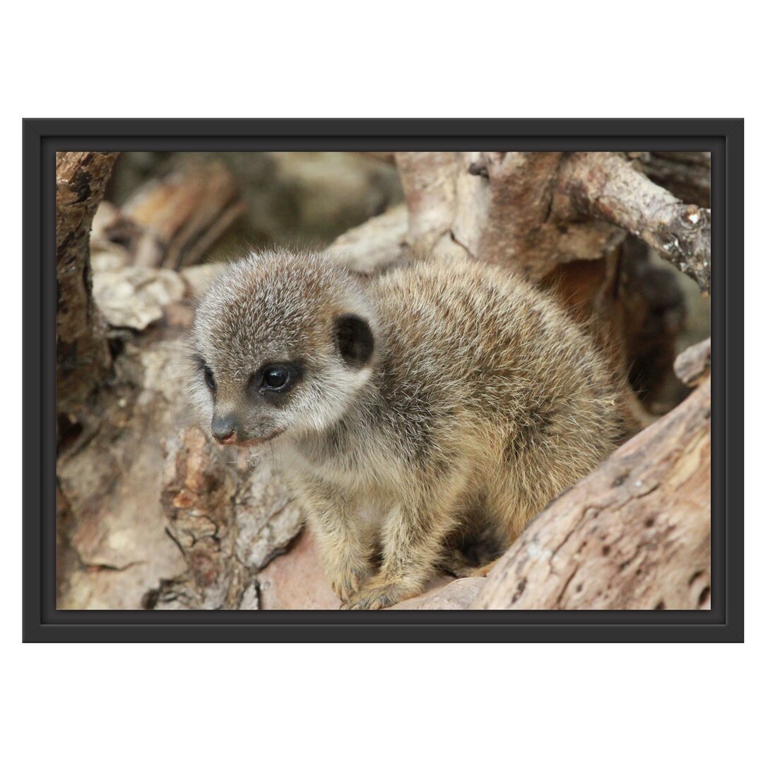 Gerahmtes Wandbild junges Erdmännchen auf Baum