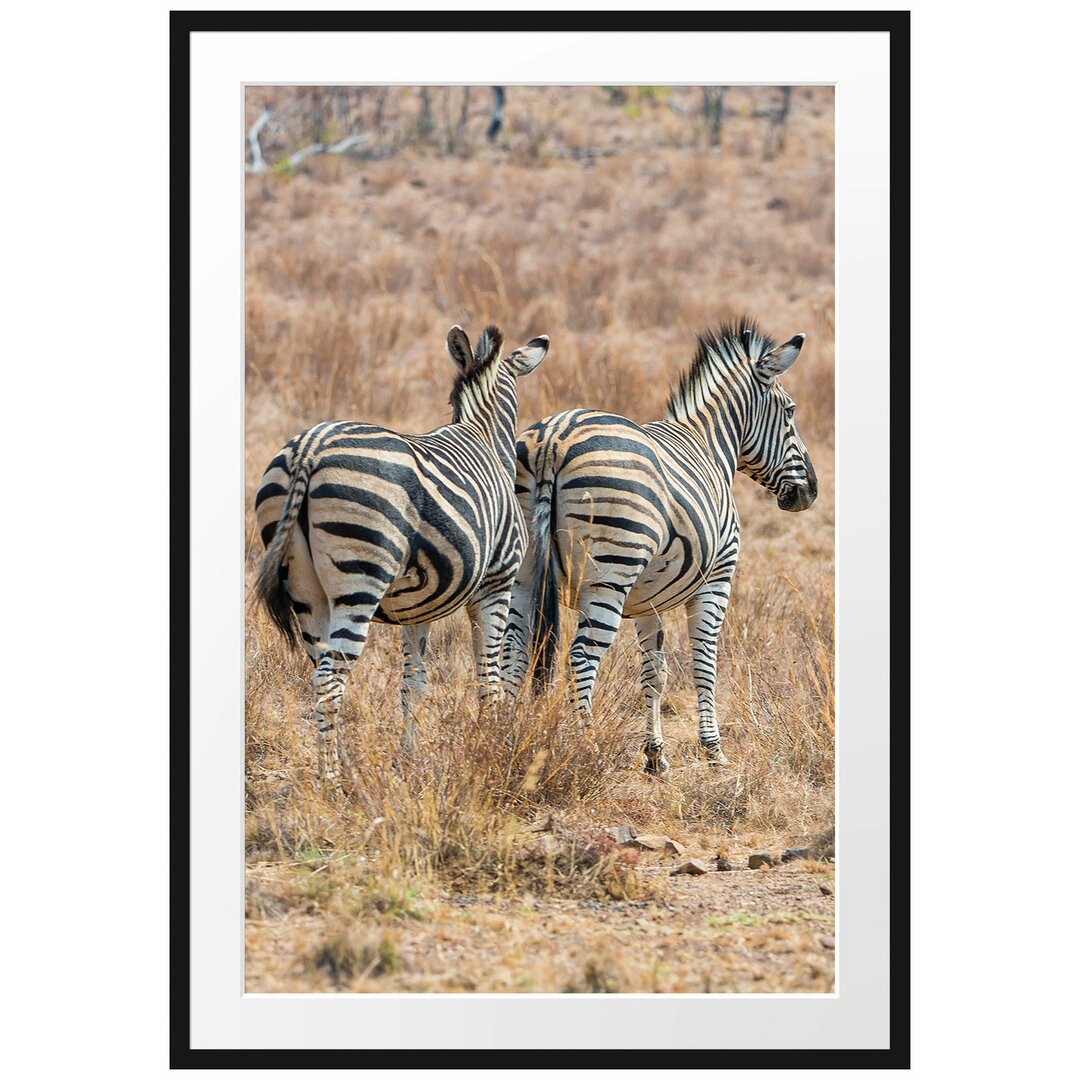 Zebraherde in der Savanne Gerahmter Fotodruck