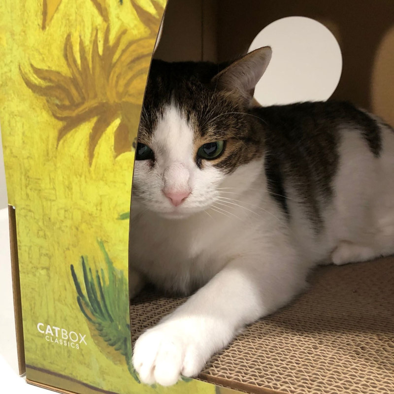 Habitation pour chat 14 po Crysania