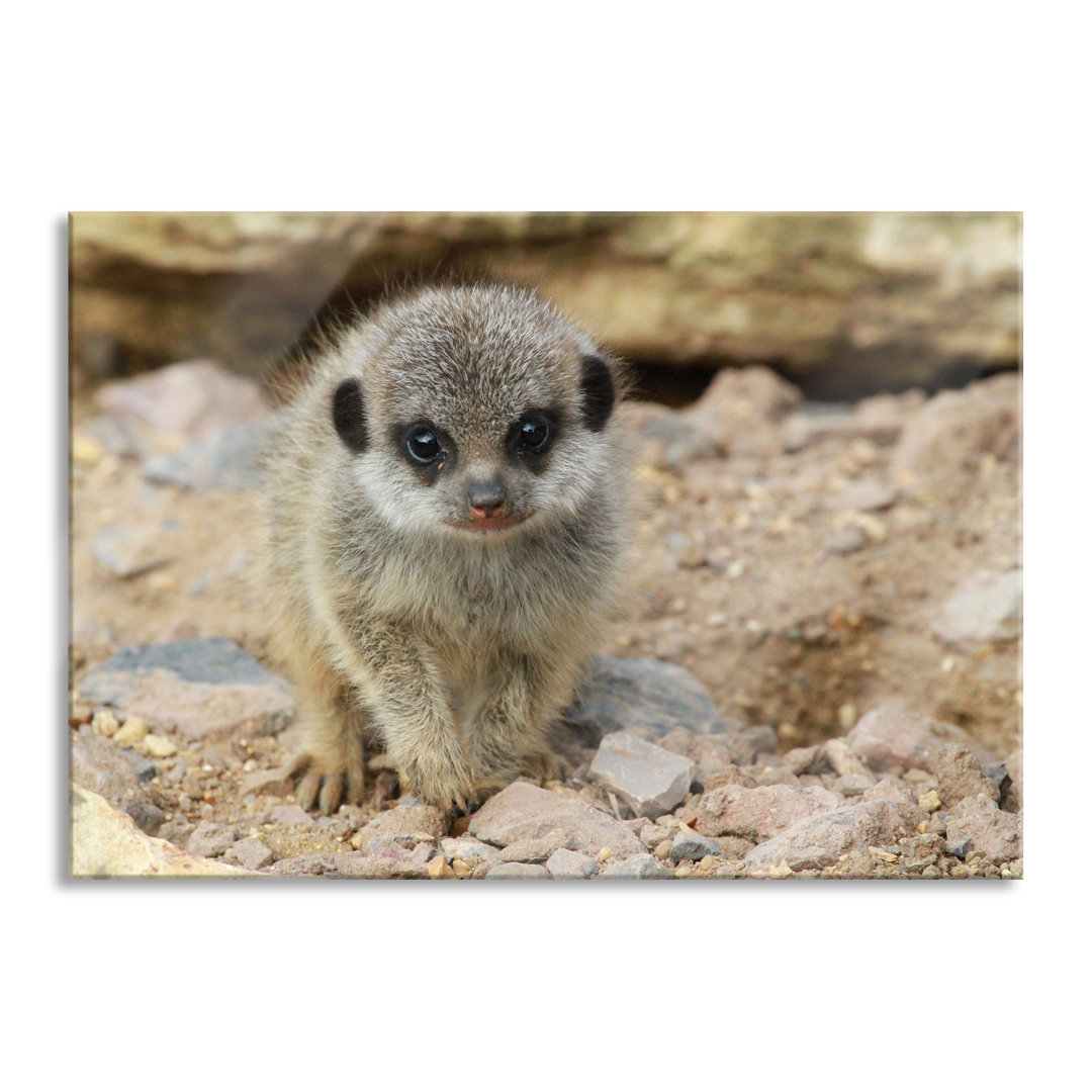 Glasbild Meerkat Between Stones