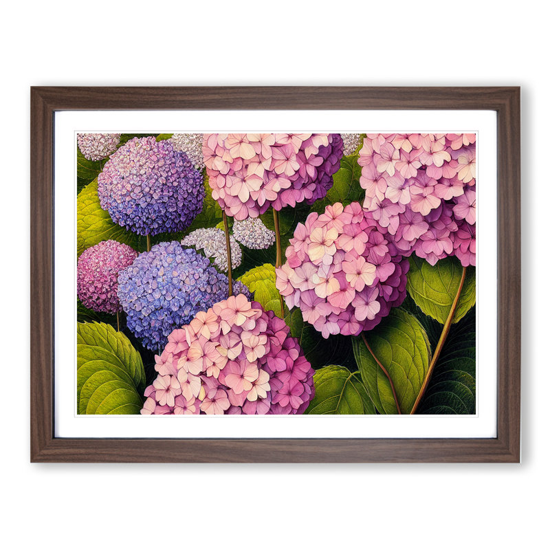 Hydrangea Flower - Single Picture Frame Print, 34cm H x 46cm W x 2cm D, Walnut